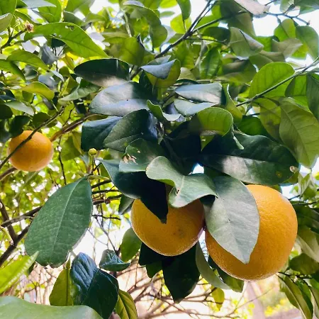 U Giardinu Felice Сasa de vacaciones